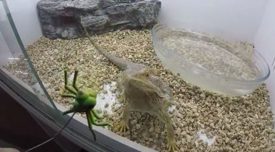 Ящерица реагирует на муляж стрекозы