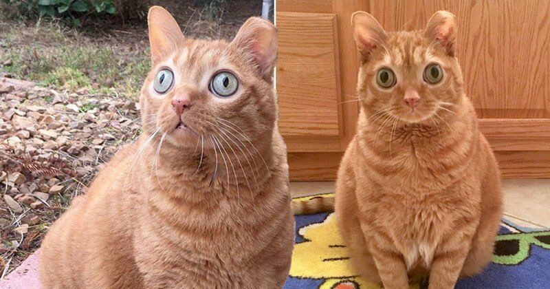 Из-за необычно больших глаз, кошка стала знаменитостью в интернете