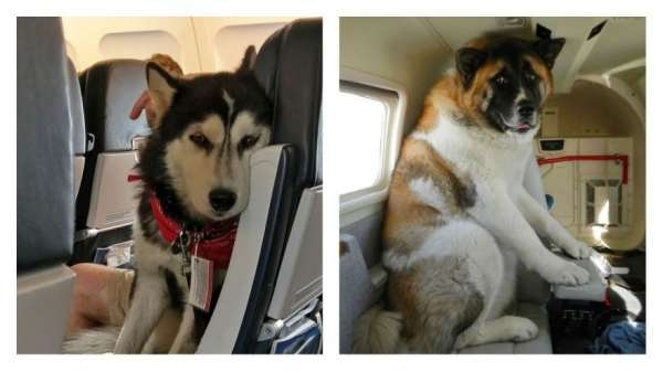 Животные в самолете: забавно и трогательно