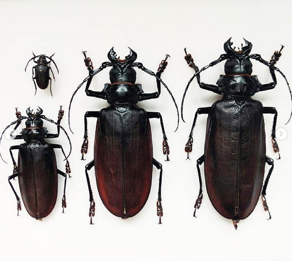 Несколько самых большие насекомые на Земле
