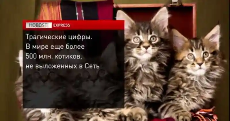 Котовсячина