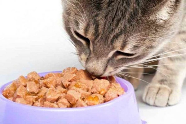 Какой корм для Вашей кошки лучше, сухой или влажный?
