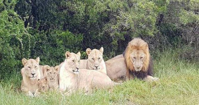 Львы съели браконьеров, которые охотились на носорогов