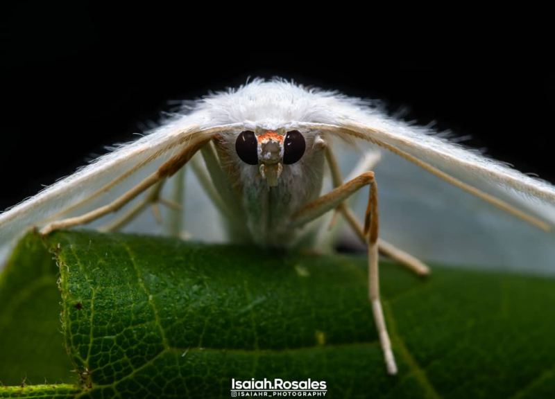 Макроснимки насекомых от Исайи Розалеса