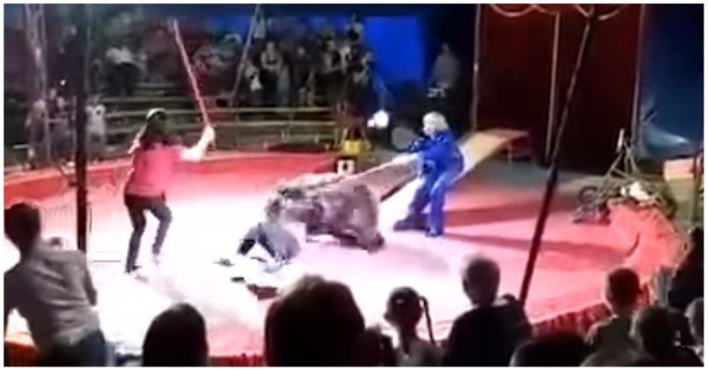 Медведь едва не убил дрессировщика во время циркового представления