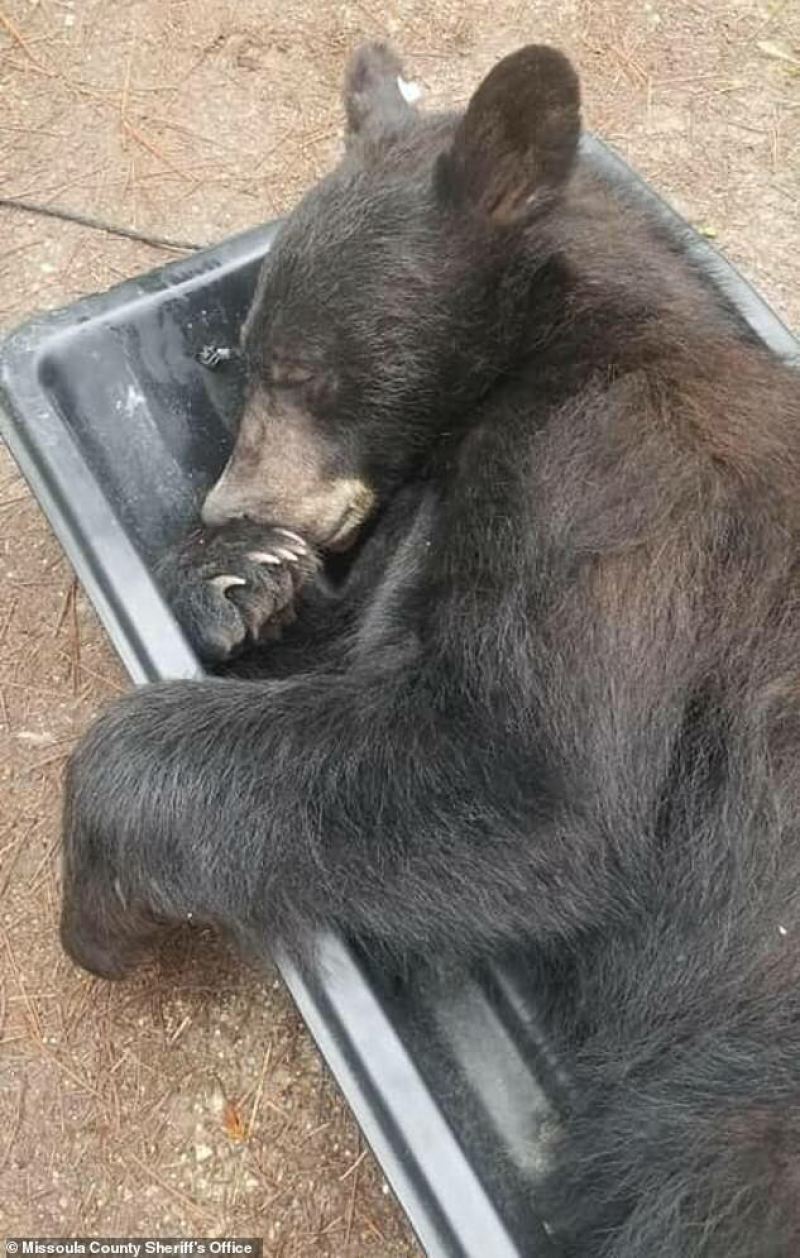 Медведь пробрался в жилой дом и остался поспать