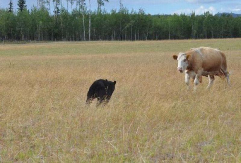 Медведь против коровы
