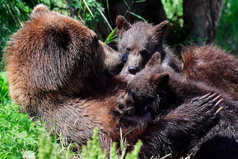 Медведице на Камчатке присвоили статус матери-героини