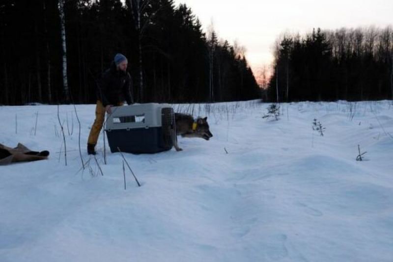 Мужчины спасли из ледяной реки собаку, которая оказалась волком