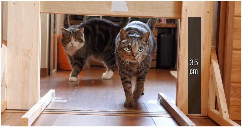Насколько узкую щель способны преодолеть домашние коты?