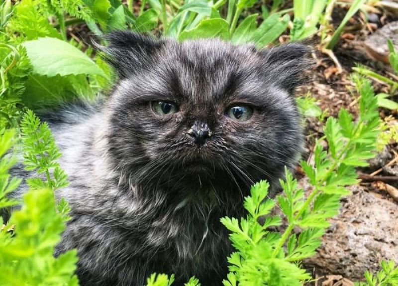 Необычный котенок-карлик, обнаруженный в лесу