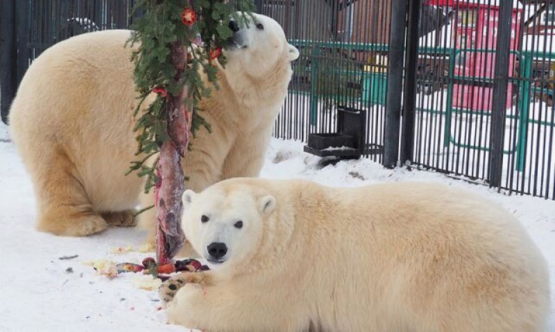 Новогодняя ёлка для полярных мишек в Красноярском зоопарке