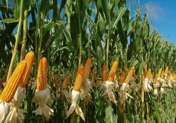 Кукуруза убийца. США вывели новый вид кукурузы
