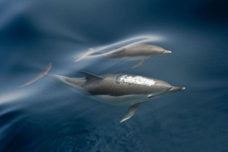 Пестрый мир дельфинов