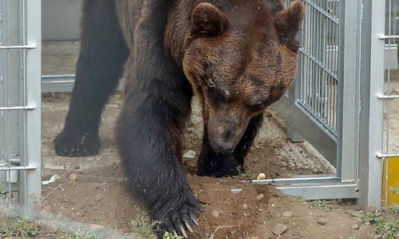 После 17 лет неволи уссурийский медведь обрел свободу