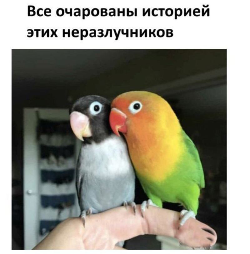 Про любовь двух попугаев