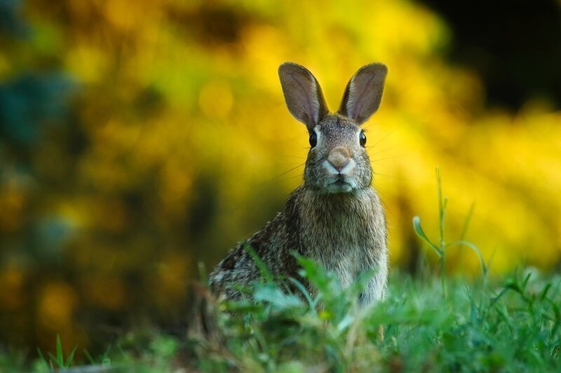 Причины патологической линьки кроликов и способы решения проблемы