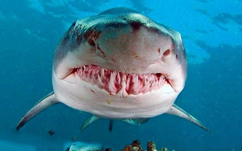 Рыбы - тигровая акула