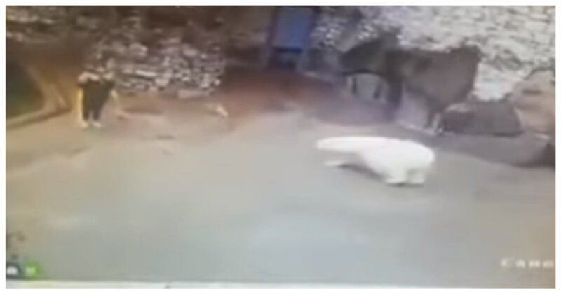Сотрудница московского зоопарка спаслась от белой медведицы с
