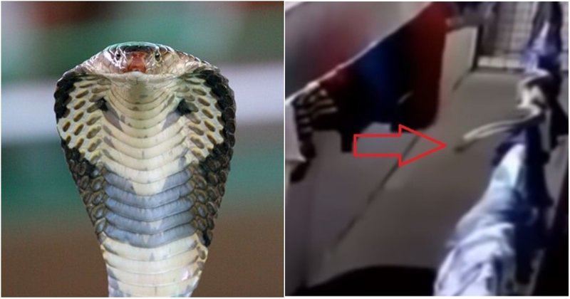 Спрятавшаяся на бельевой веревке кобра напала на мужчину в Саудовской Аравии