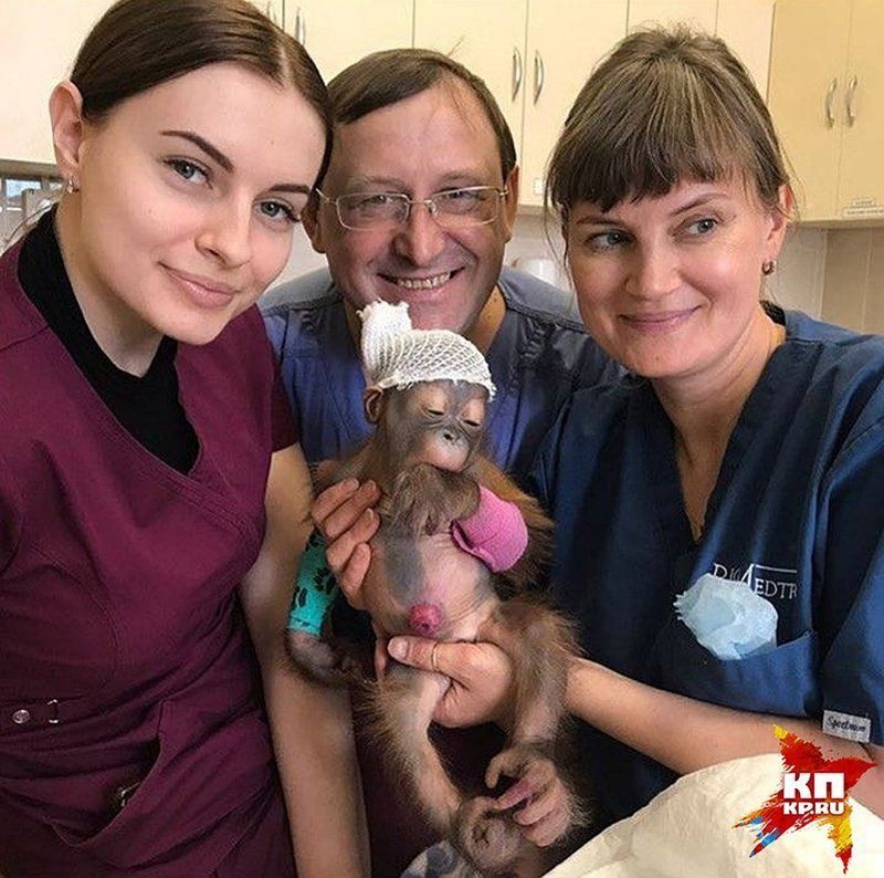 Новорождённому орангутану из Новосибирска спас жизнь человеческий нейрохирург