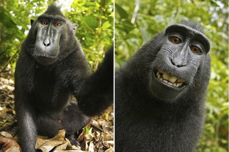 Улыбающаяся обезьяна устроила себе фотосессию