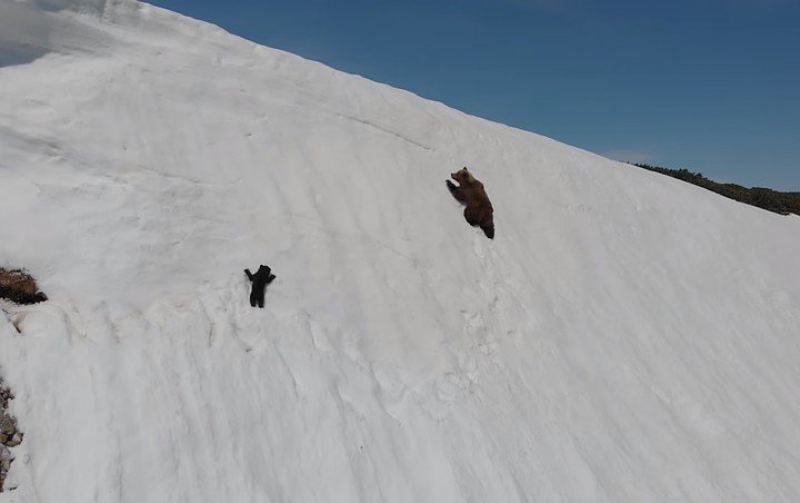 Упорный медвежонок взбирается по заснеженному склону