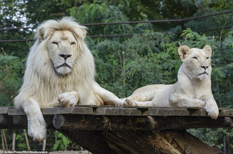 В китайском зоопарке растет редкий белый львенок