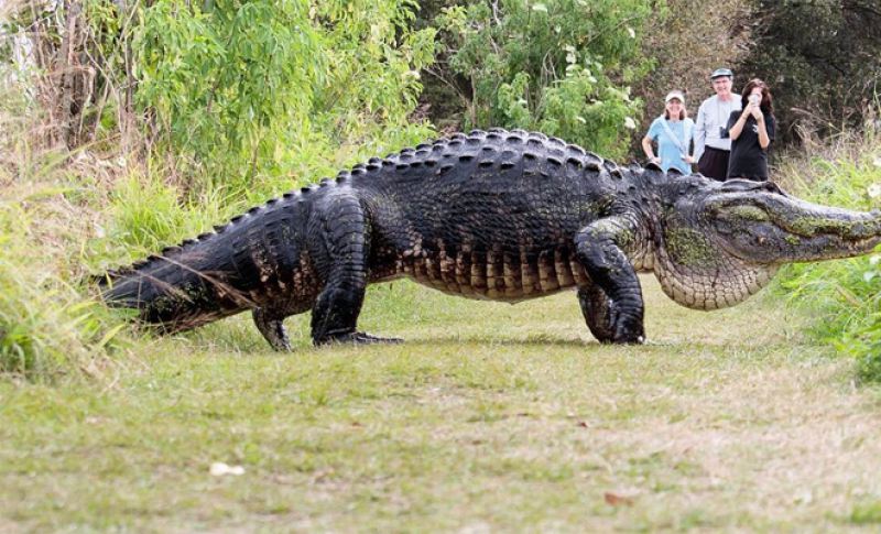 Во Флориде на видео засняли самого большого крокодила