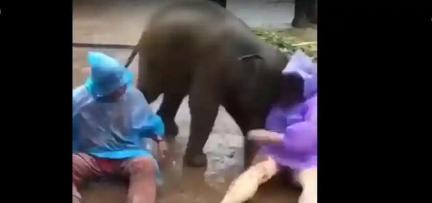 Нападение слона на человека
