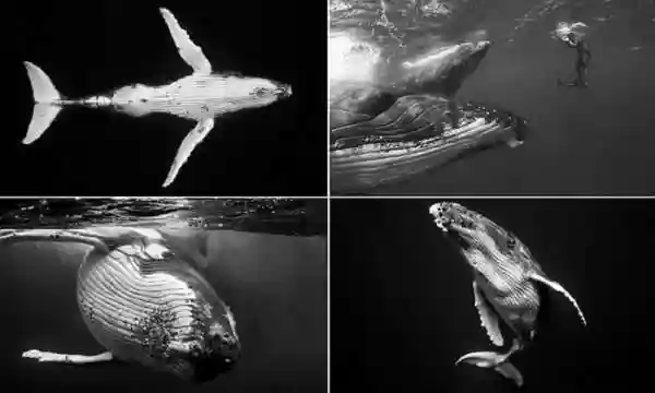 Горбатые киты на фото Джема Кресуэлла