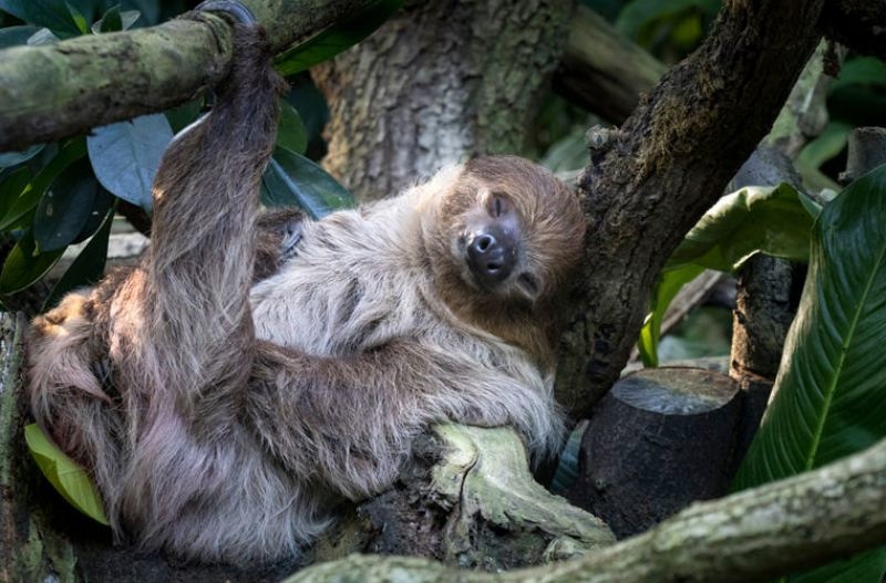 Любопытные факты о жизни ленивцев