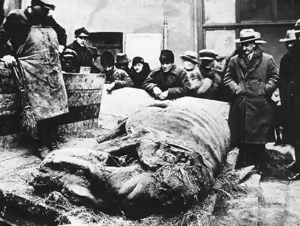 Находка туши шерстистого носорога  в 1929 году