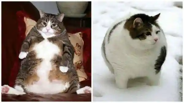 Фотографии толстых котиков