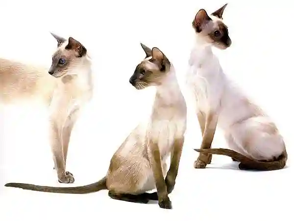Тайны сиамских кошек