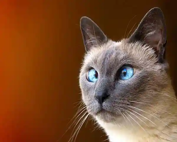 Тайны сиамских кошек. Сиамские кошки